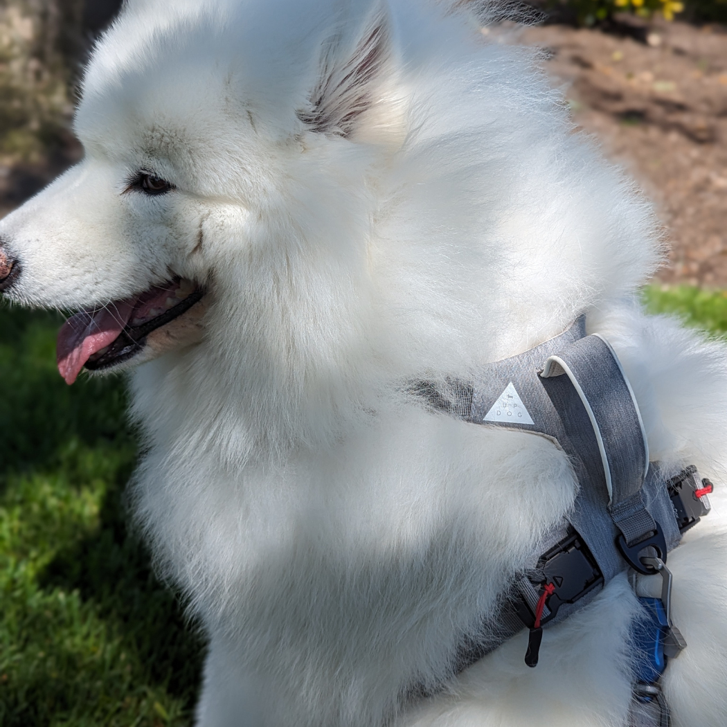 Magnetic Easy-On Dog Harness with Handle
