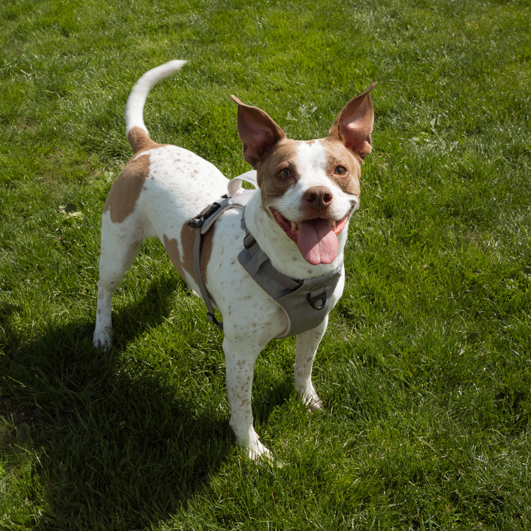 Magnetic Easy-On Dog Harness with Handle