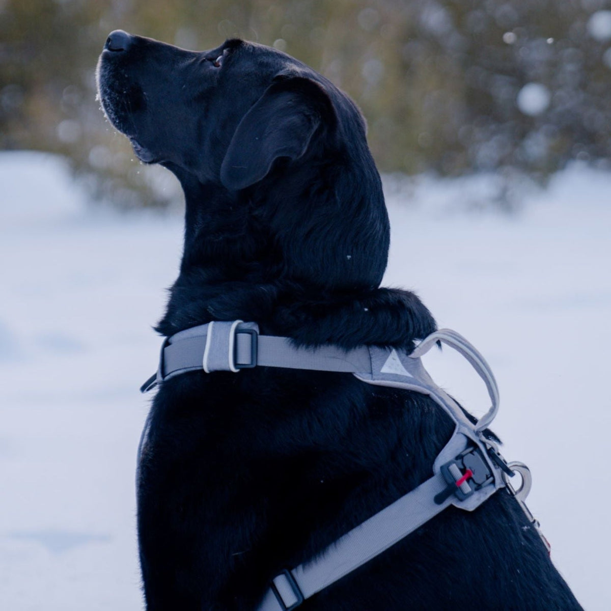 Magnetic Easy-On Dog Harness with Handle