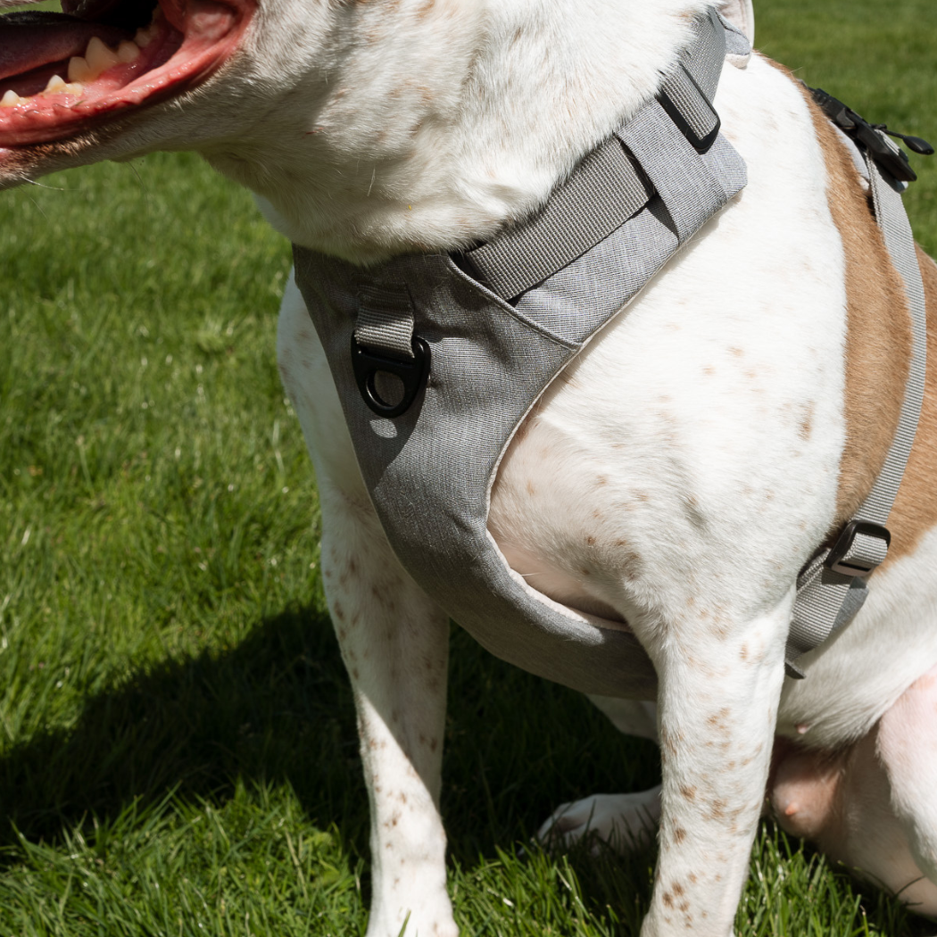 Magnetic Easy-On Dog Harness with Handle