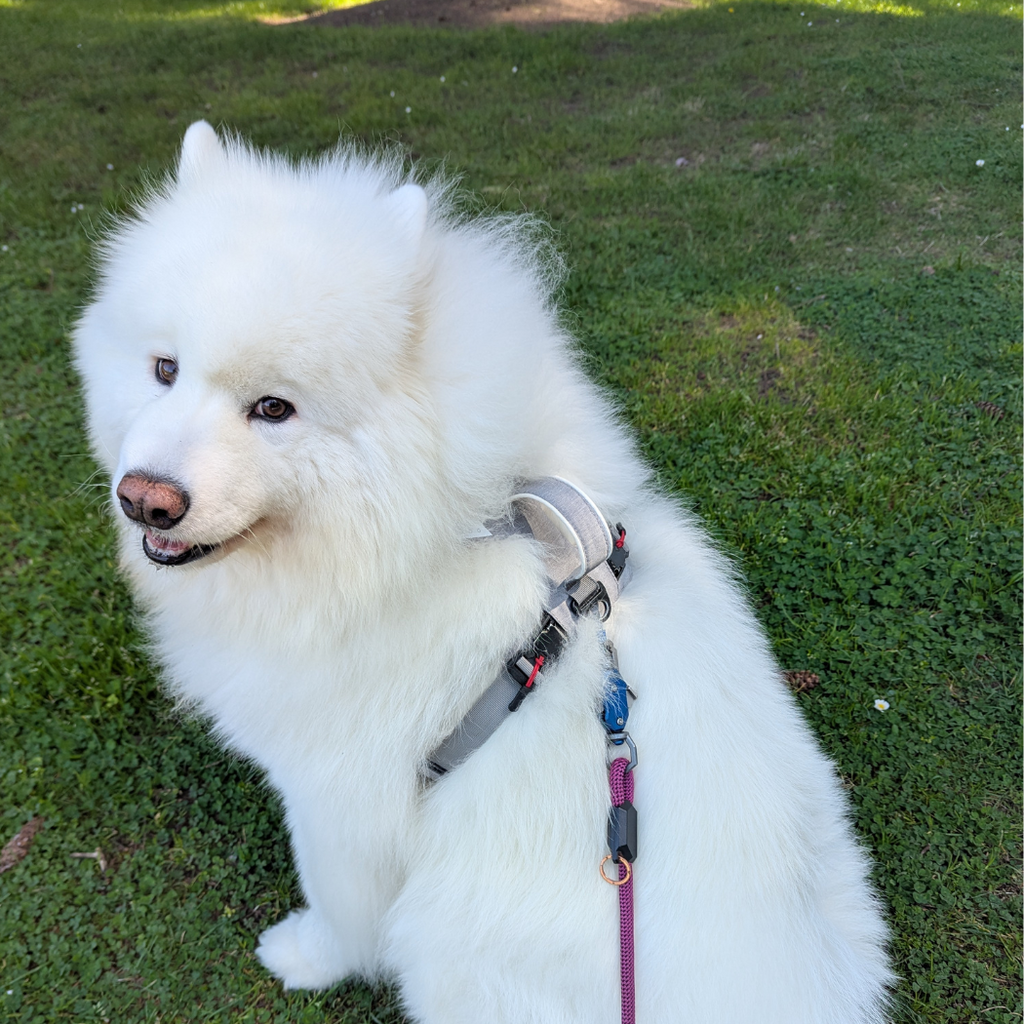 Magnetic Easy-On Dog Harness with Handle
