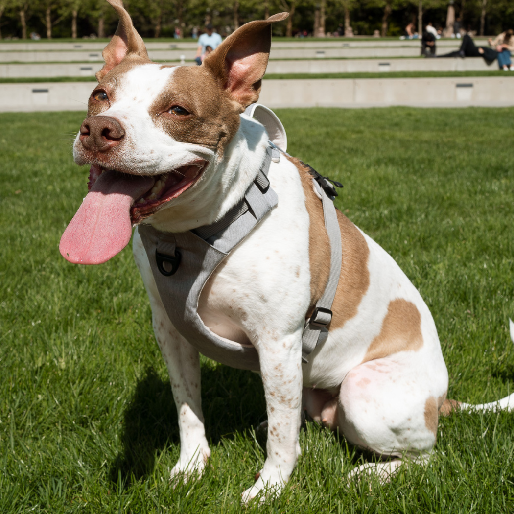 Magnetic Easy-On Dog Harness with Handle