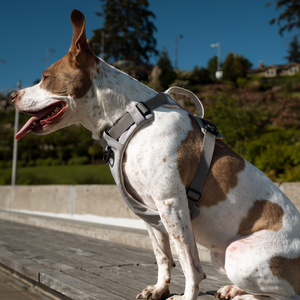 Magnetic Easy-On Dog Harness with Handle