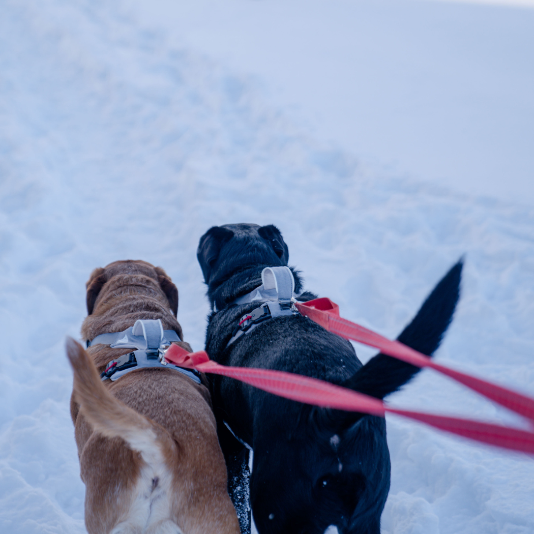Magnetic Easy-On Dog Harness with Handle
