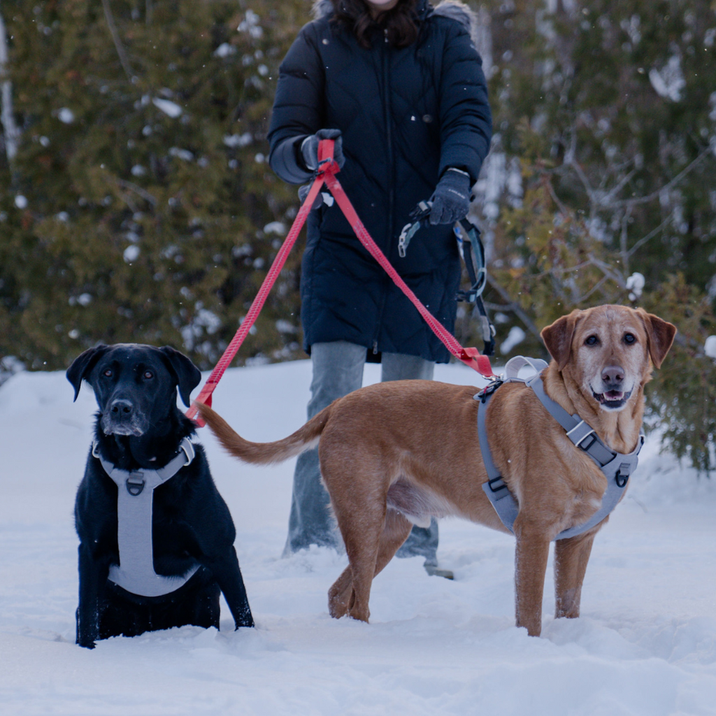 Magnetic Easy-On Dog Harness with Handle