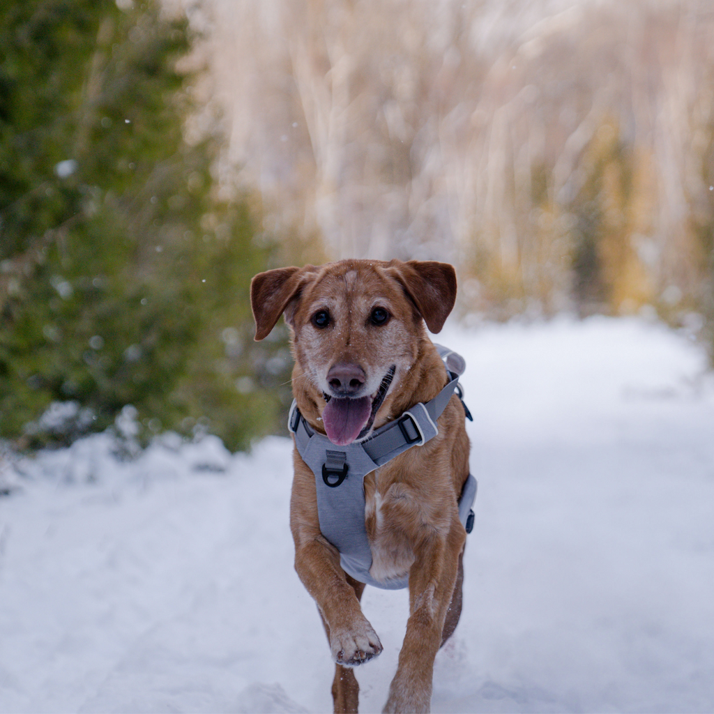Magnetic Easy-On Dog Harness with Handle